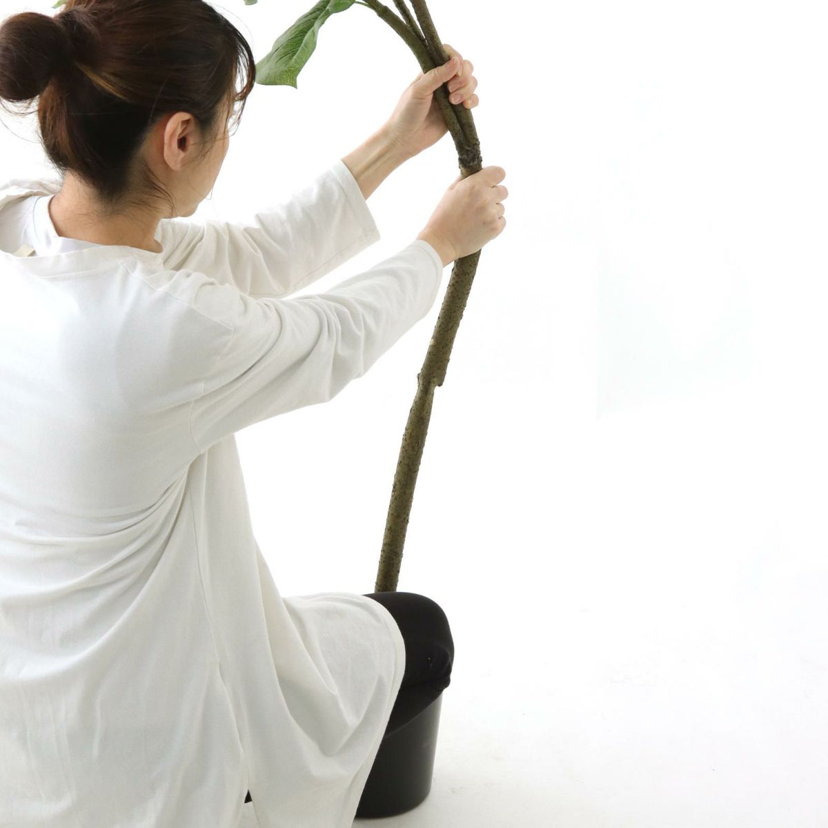 幹を曲げてお届けします