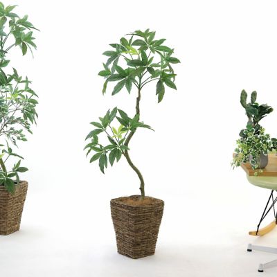 No8454 プレミアム光触媒フェイクグリーン【幹のラインを整えた半完成品】 「優雅な曲線が魅せる空間美 × グリーンインテリアの主役に｜パキラ｜高さ138cm×幅55cm×奥行50cm」