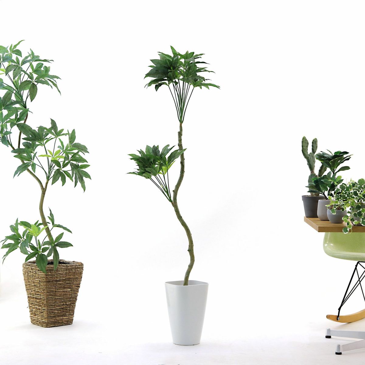 お届け時は枝葉は閉じた状態です