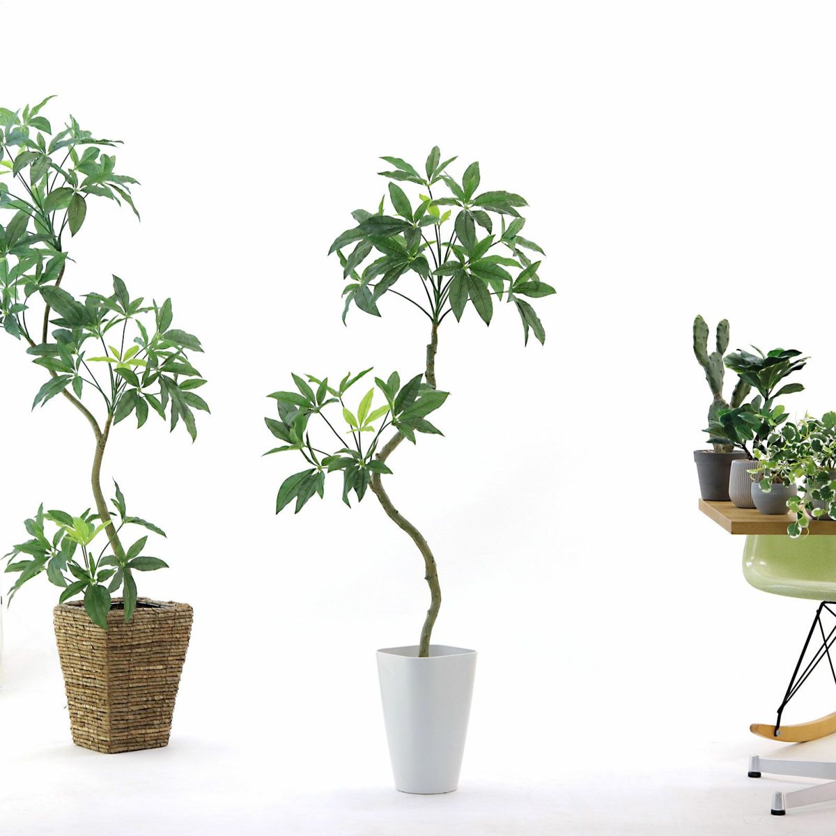 好みで幹を曲げたり