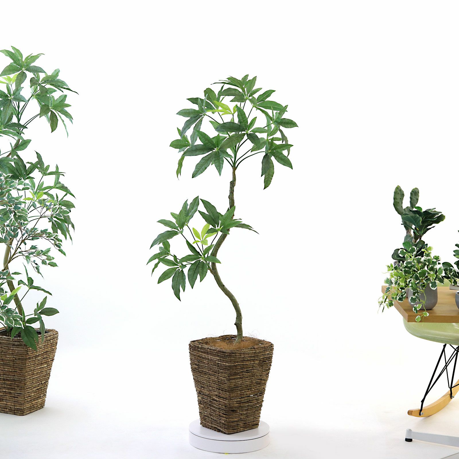 No8454 プレミアム光触媒フェイクグリーン【幹のラインを整えた半完成