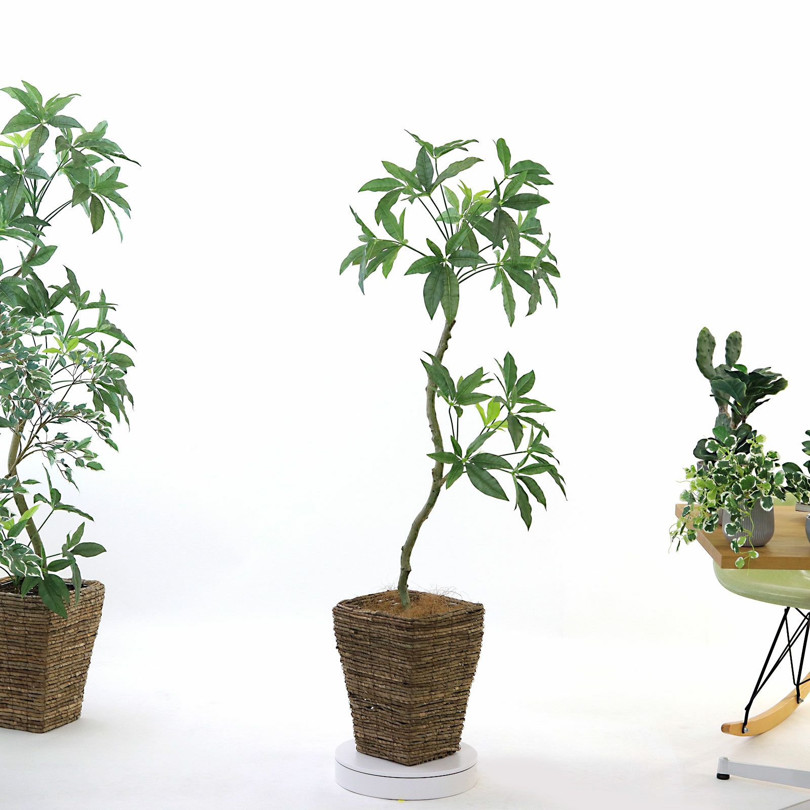 No246 よっこ商品 簡単移動、植物棚 whiteモスグリーン5段 楽天