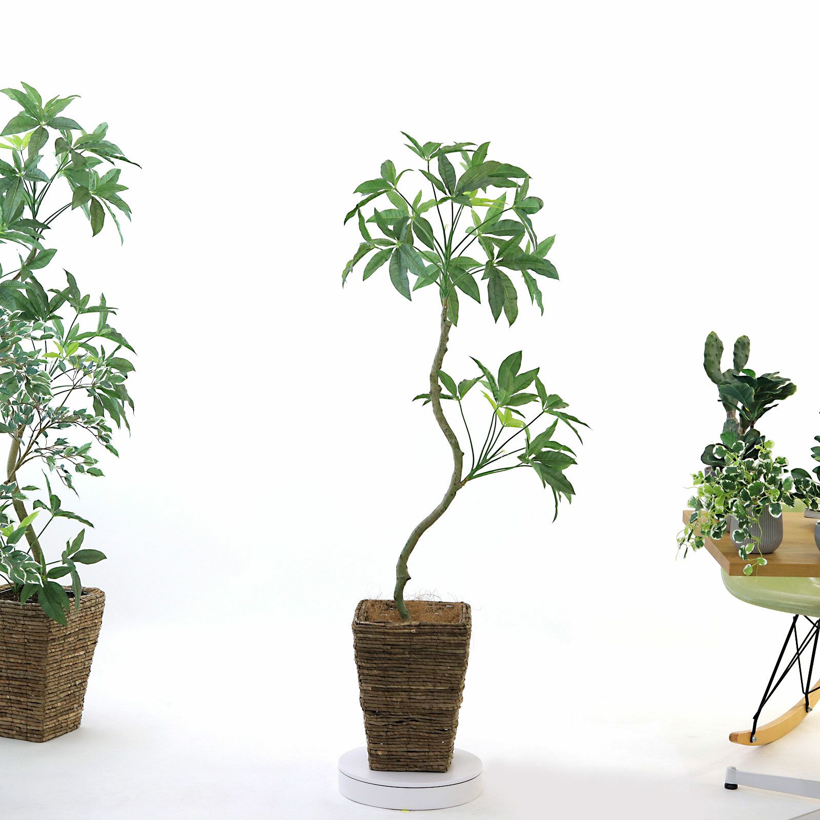 光触媒　人工観葉植物　ウォールグリーン　フェイクグリーン　パキラエレガンス200 楽天市場】＼クーポン配布中／ パキラ 観葉植物 人工 フェイク