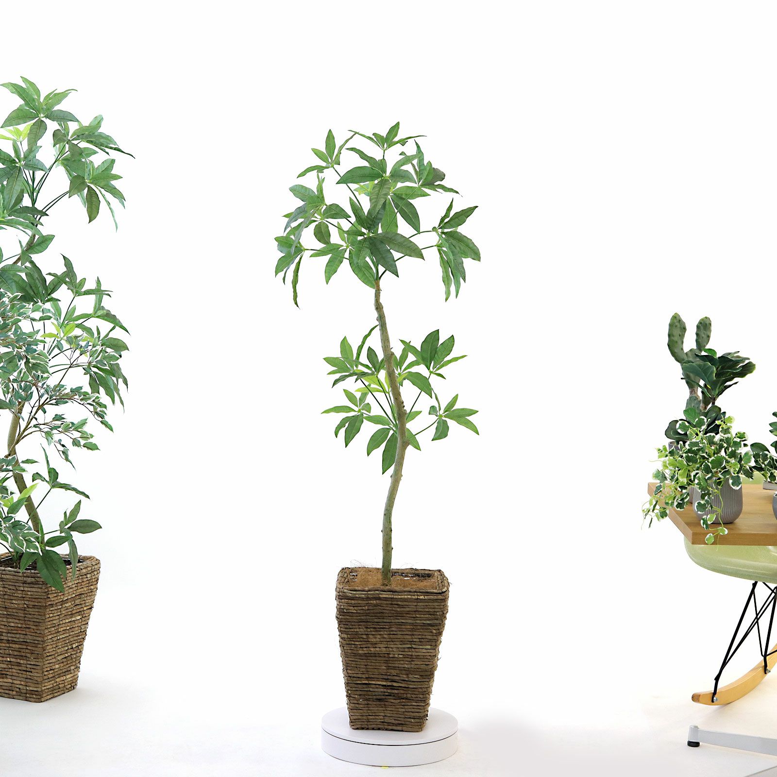 No8454 プレミアム光触媒フェイクグリーン【幹のラインを整えた半完成