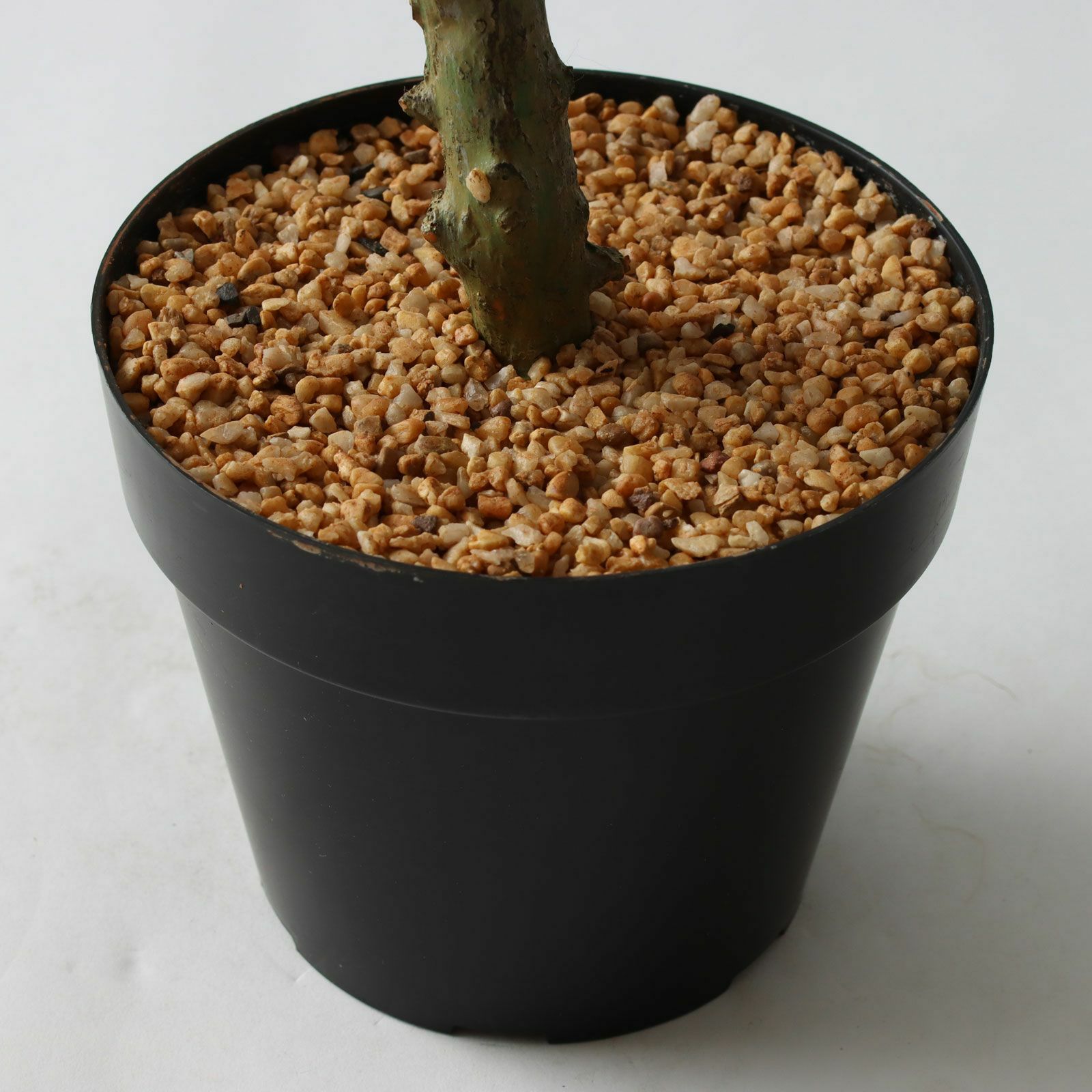 プラ鉢（+0円）