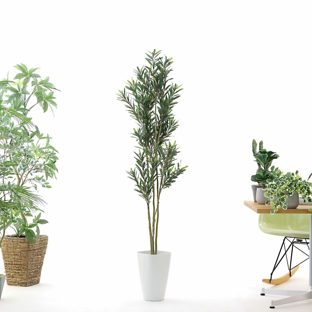 お届け時は枝葉は畳まれています