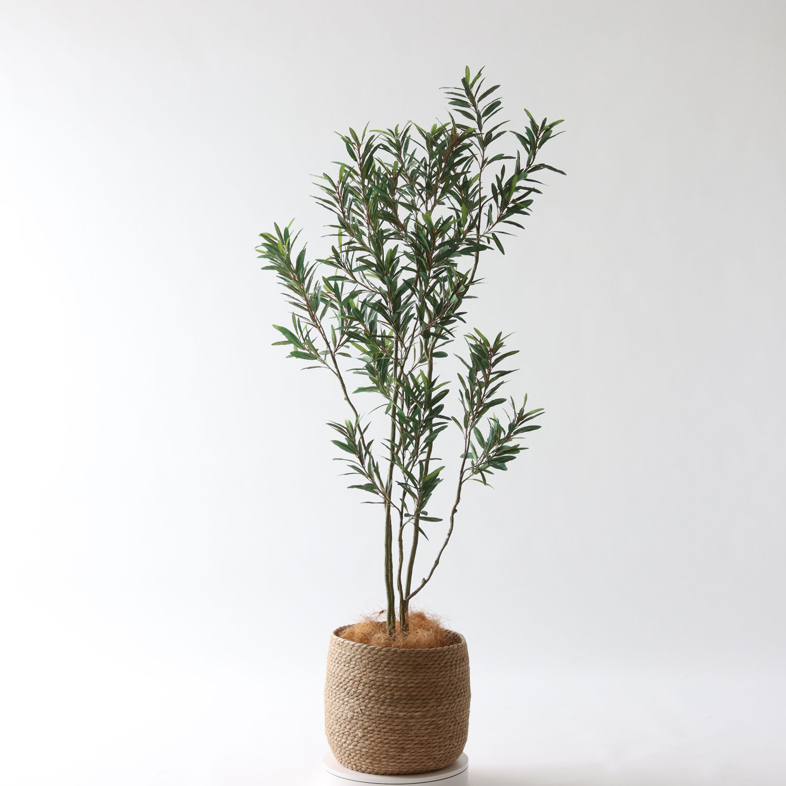 No8448 プレミアム光触媒フェイクグリーン 「陽だまりのような癒し