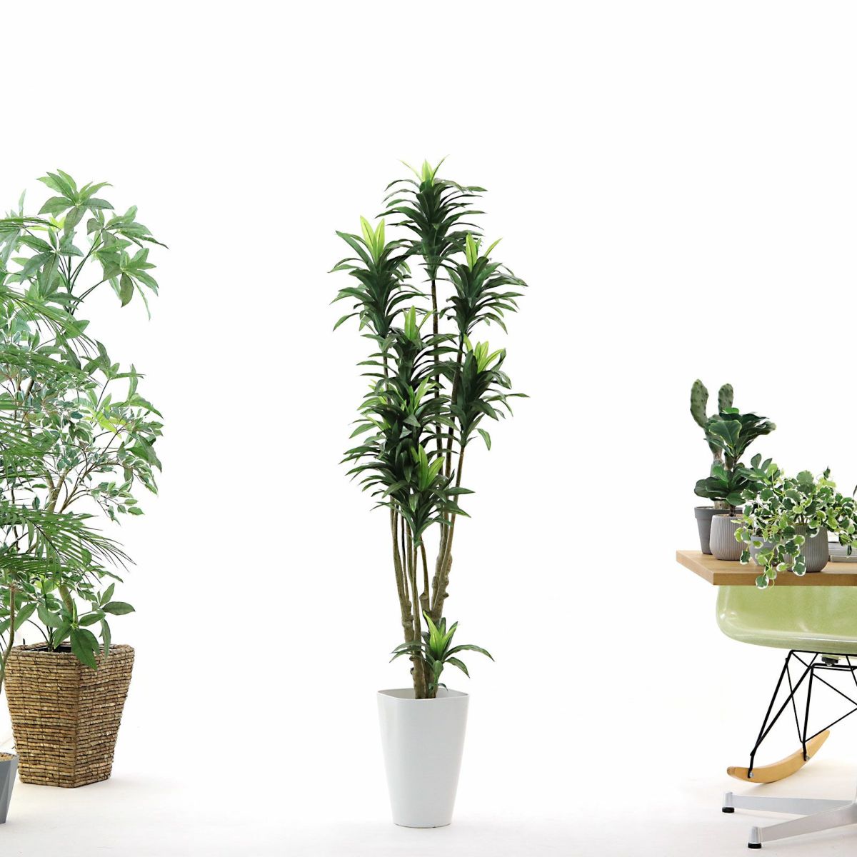 お届け時は枝葉が閉じられた状態です