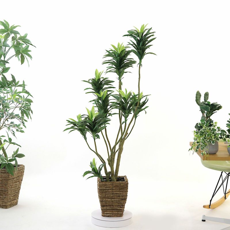 ※オーツ※プレミアム光触媒フェイクグリーン 「ドラセナ・ワーネッキー 8枝 No8271 プレミアム光触媒フェイクグリーン 「爽やかな斑入り葉