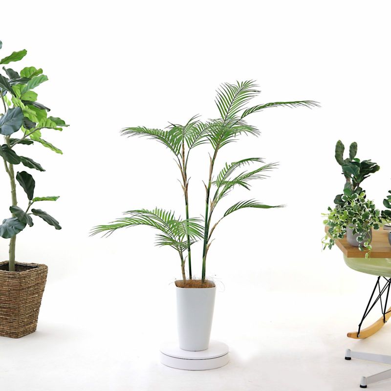 観葉植物　専用 楽天市場】【ブルーミングスケープ】土を使わない観葉植物