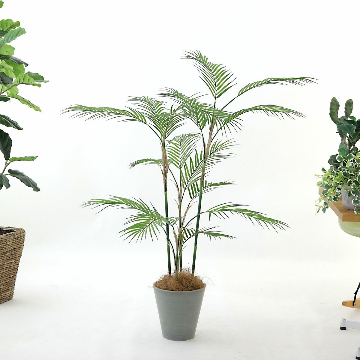 参考 鉢h23cm w22.5cm