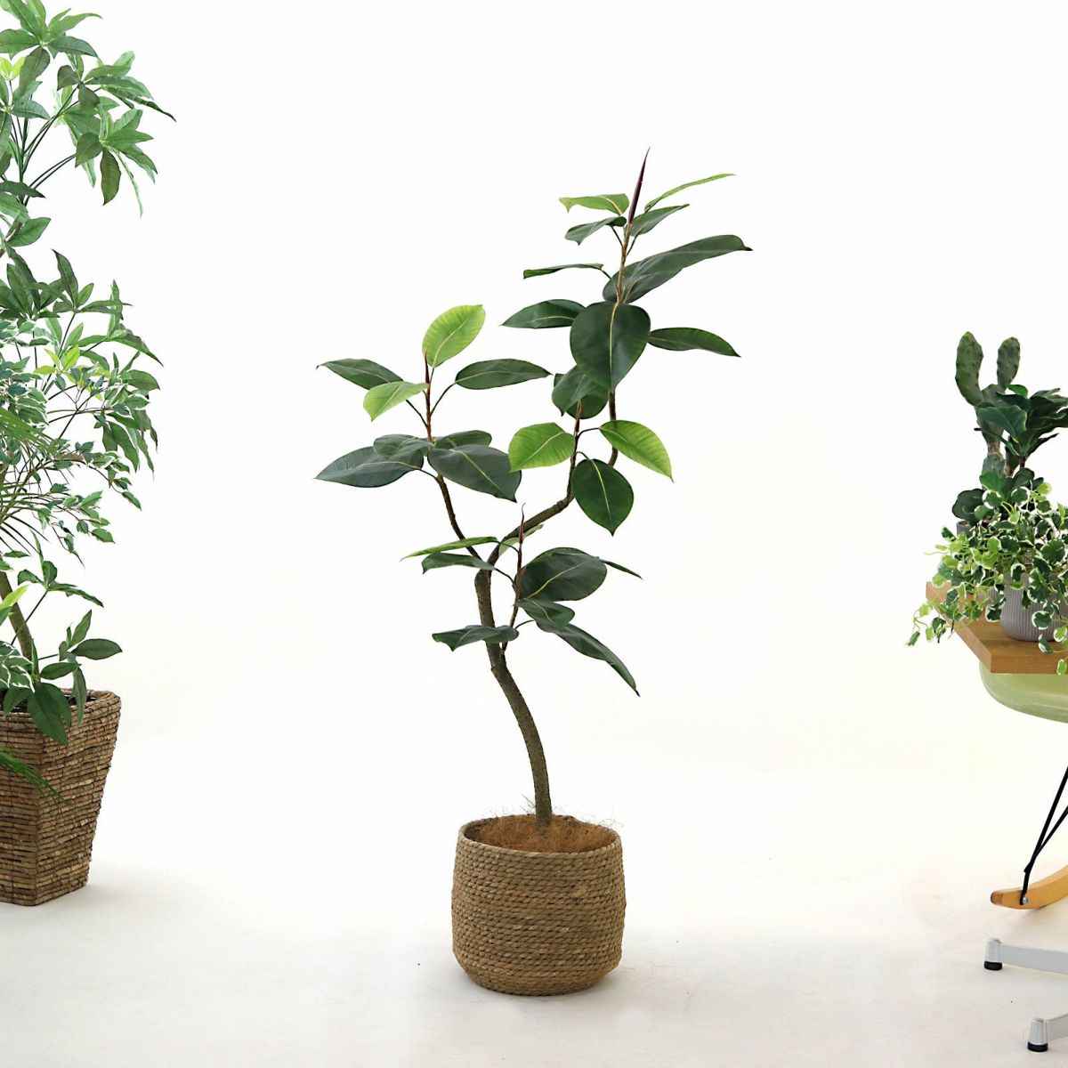 参考 h135cm w80cm d60cm 鉢：h23cm w25cm