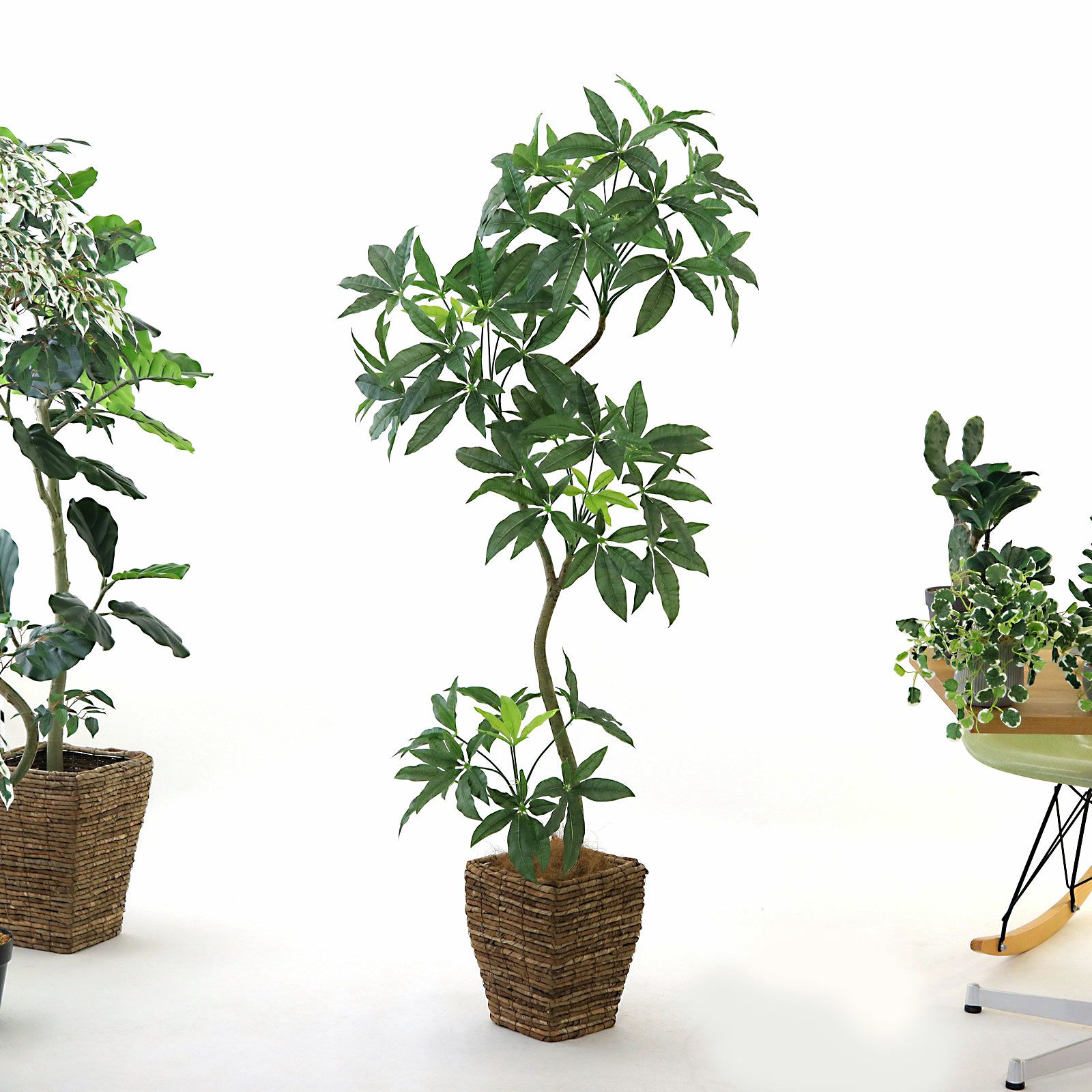 No8455 プレミアム光触媒フェイクグリーン【幹のラインを整えた半完成