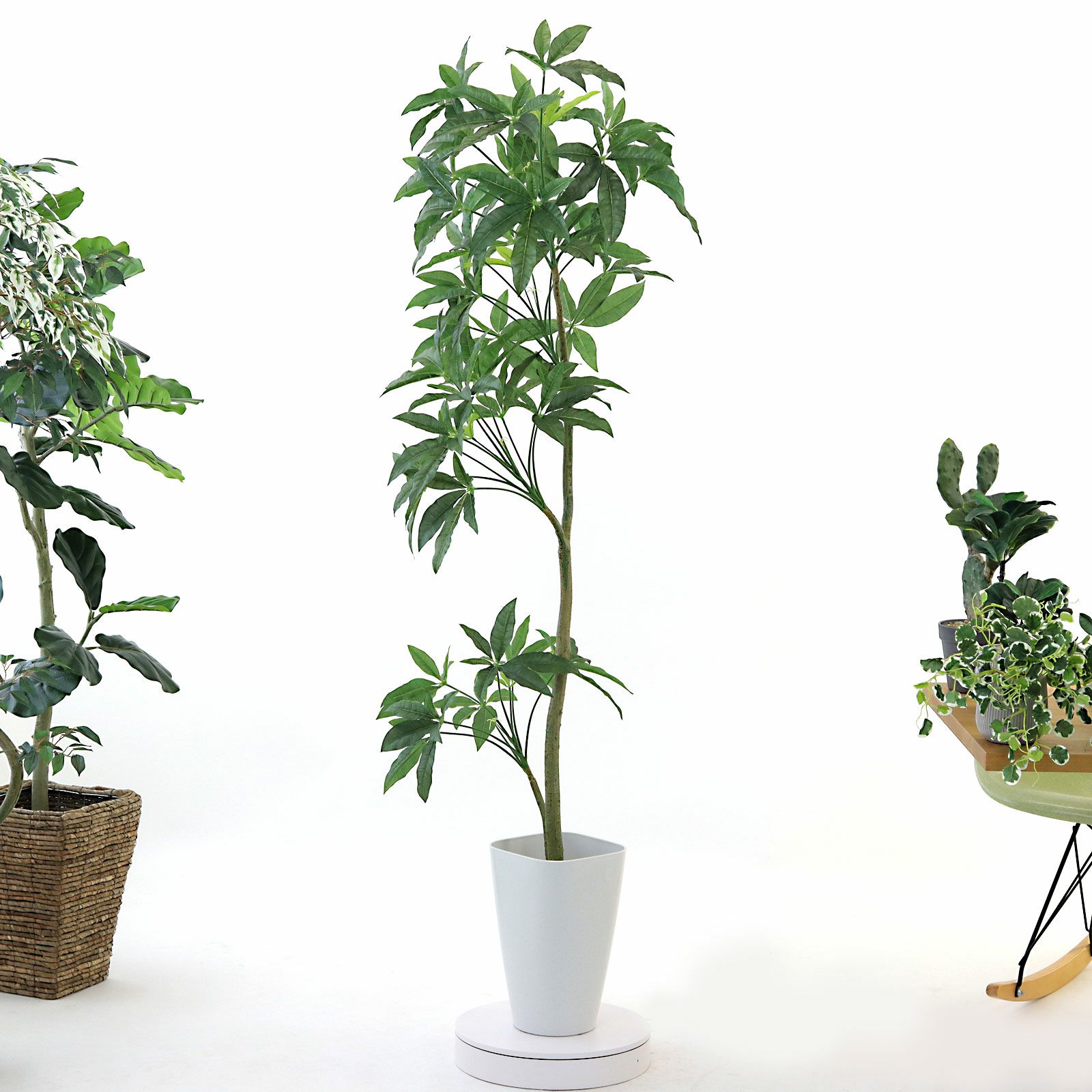 【美品】フェイクグリーン 約170cm グリーンゴールド　光触媒 光触媒 光の楽園 ゴールドクレスト1.35(ポリ製)【インテリア