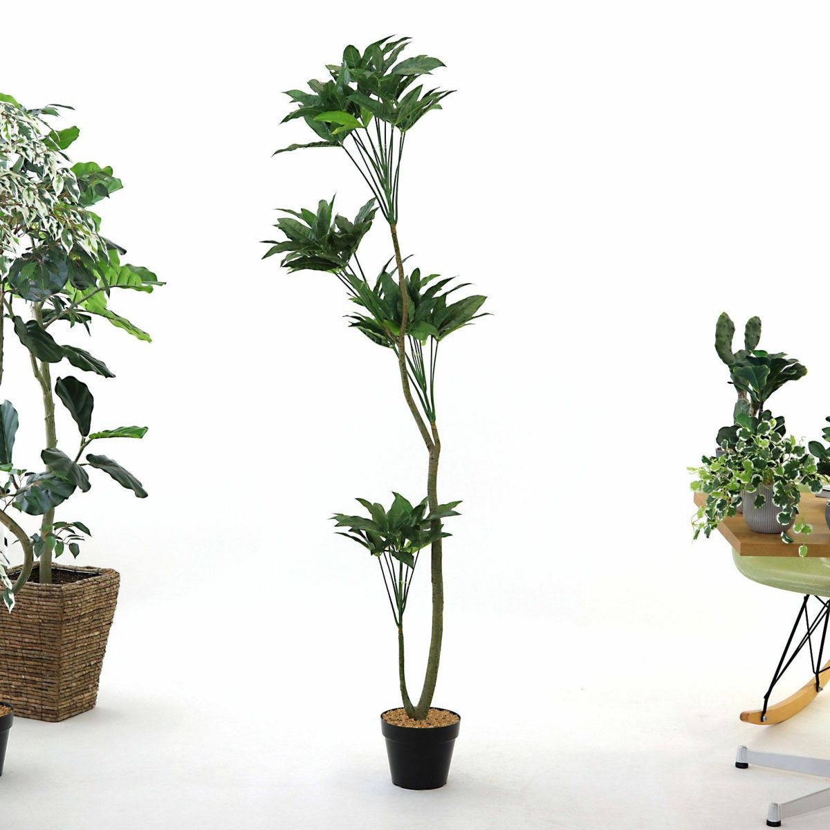 お届け時は枝葉が閉じられた状態です