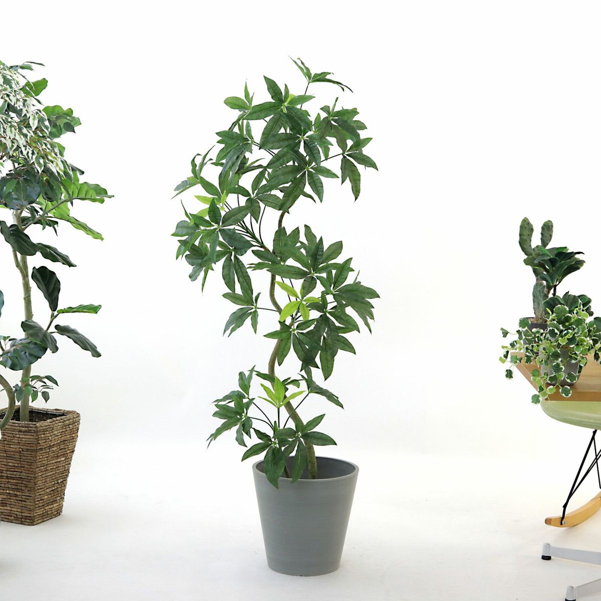 参考 h150cm w55cm d55cm 鉢h30cm w31.5cm