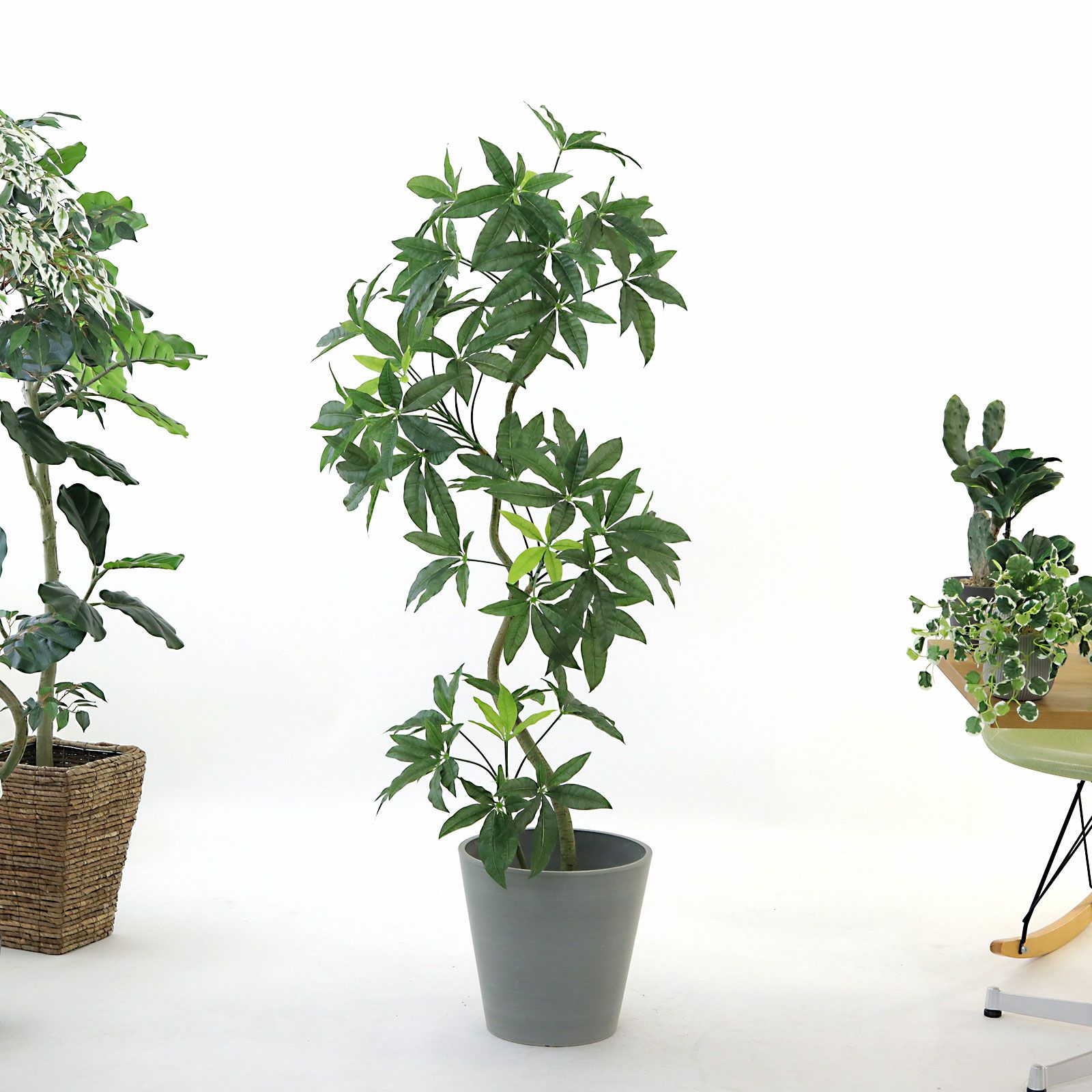 参考 h150cm w55cm d55cm 鉢h30cm w31.5cm