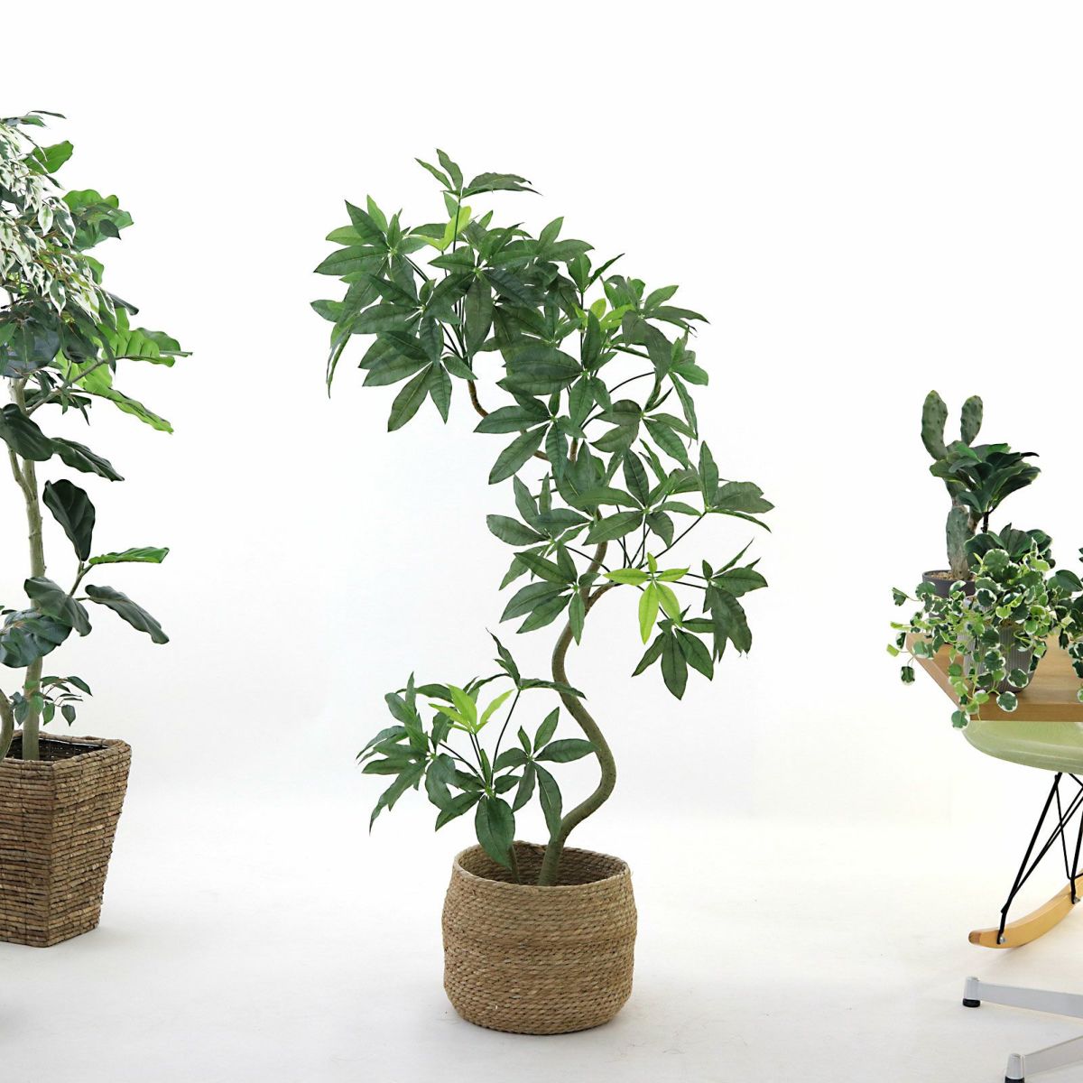 参考 h140cm w70cm d60cm 鉢h26cm w28cm