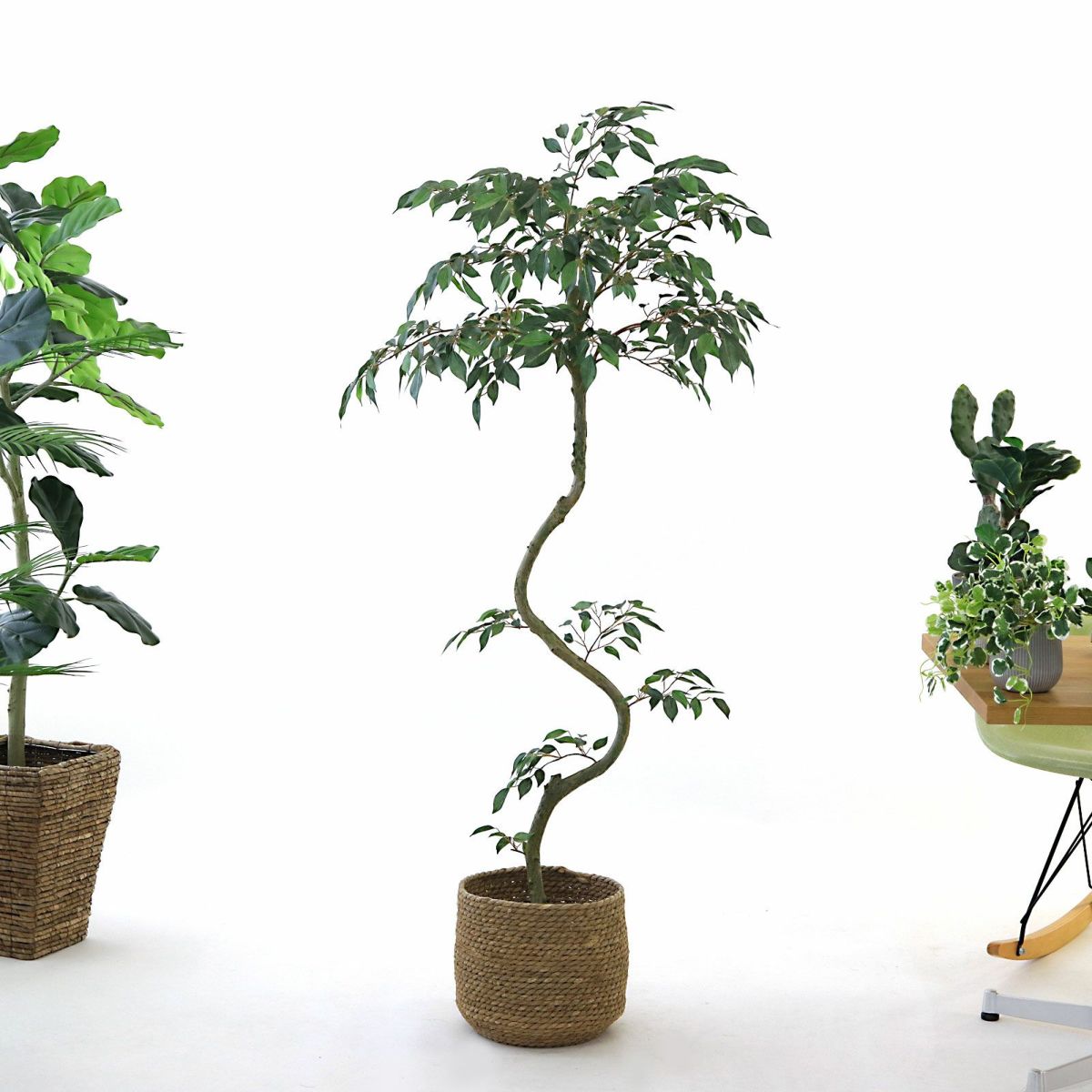 参考 h145cm w65cm d60cm 鉢 h23cm w25cm