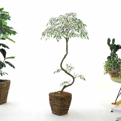 極美品　100cm フェイクグリーン 枝状デザイン No20061 プレミアム光触媒フェイクグリーン 「繊細な枝ぶり