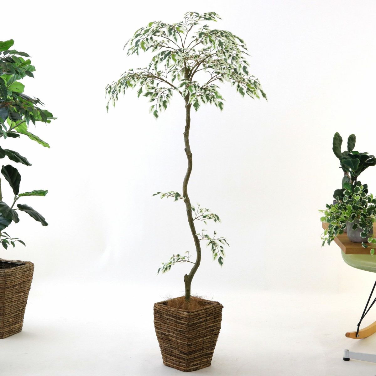 参考 h150cm w60cm d60cm