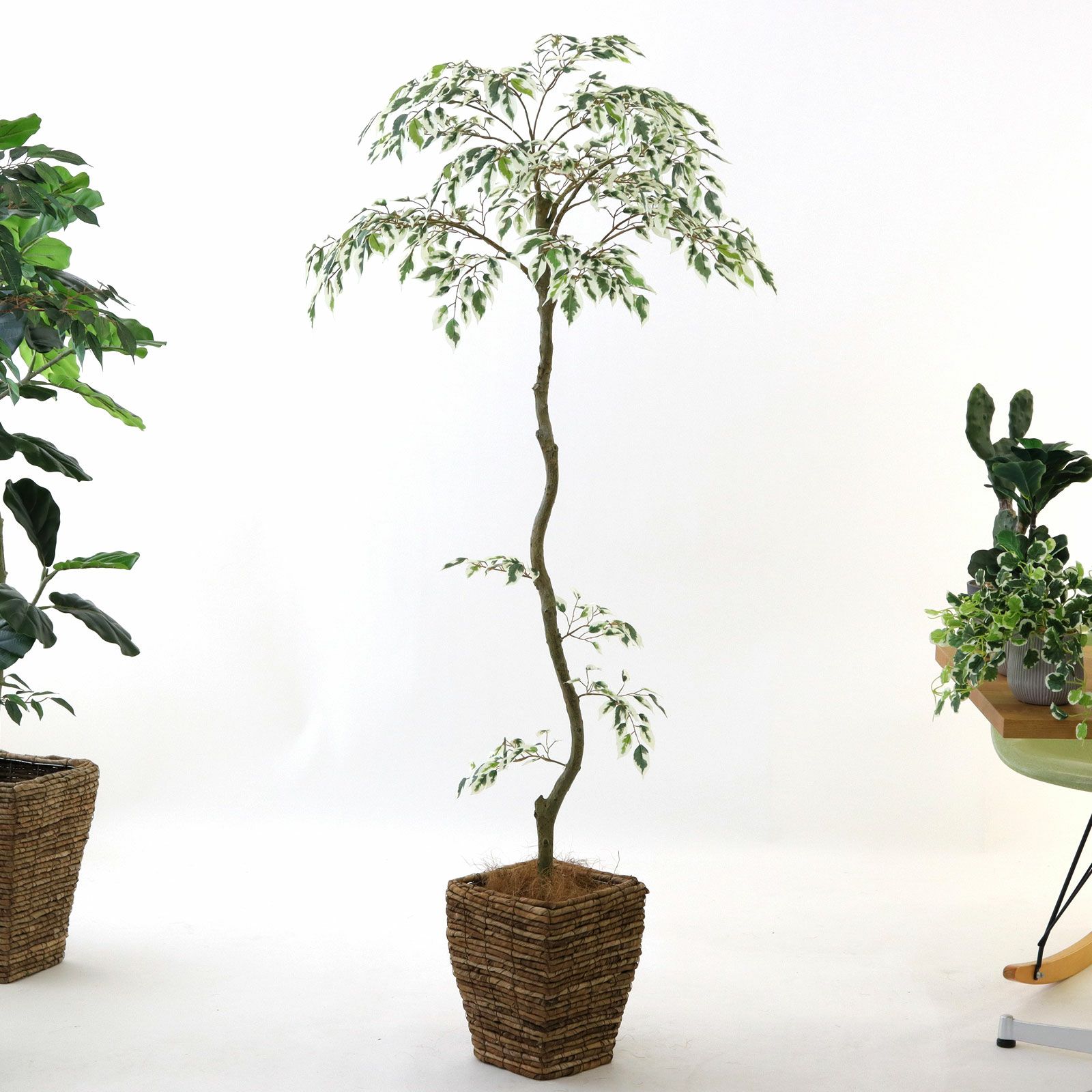 参考 h150cm w60cm d60cm