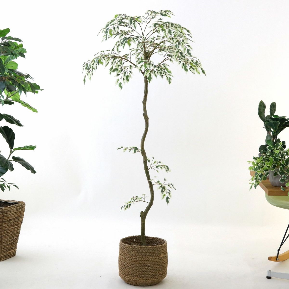 参考 h150cm w60cm d60cm 鉢h23cm w25cm