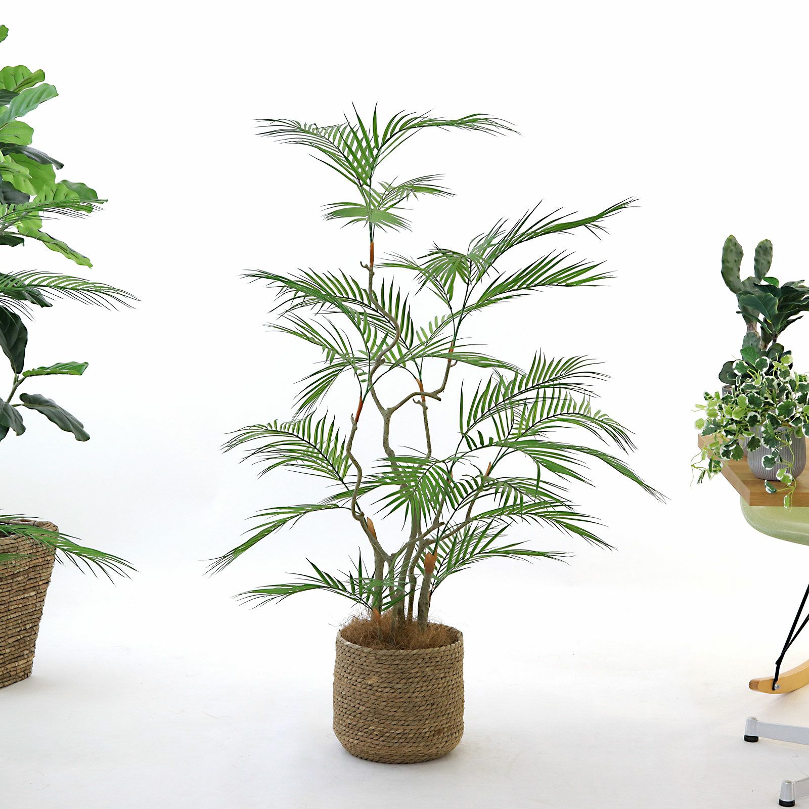 参考 h130cm w120cm d80cm 鉢 h23cm w25cm