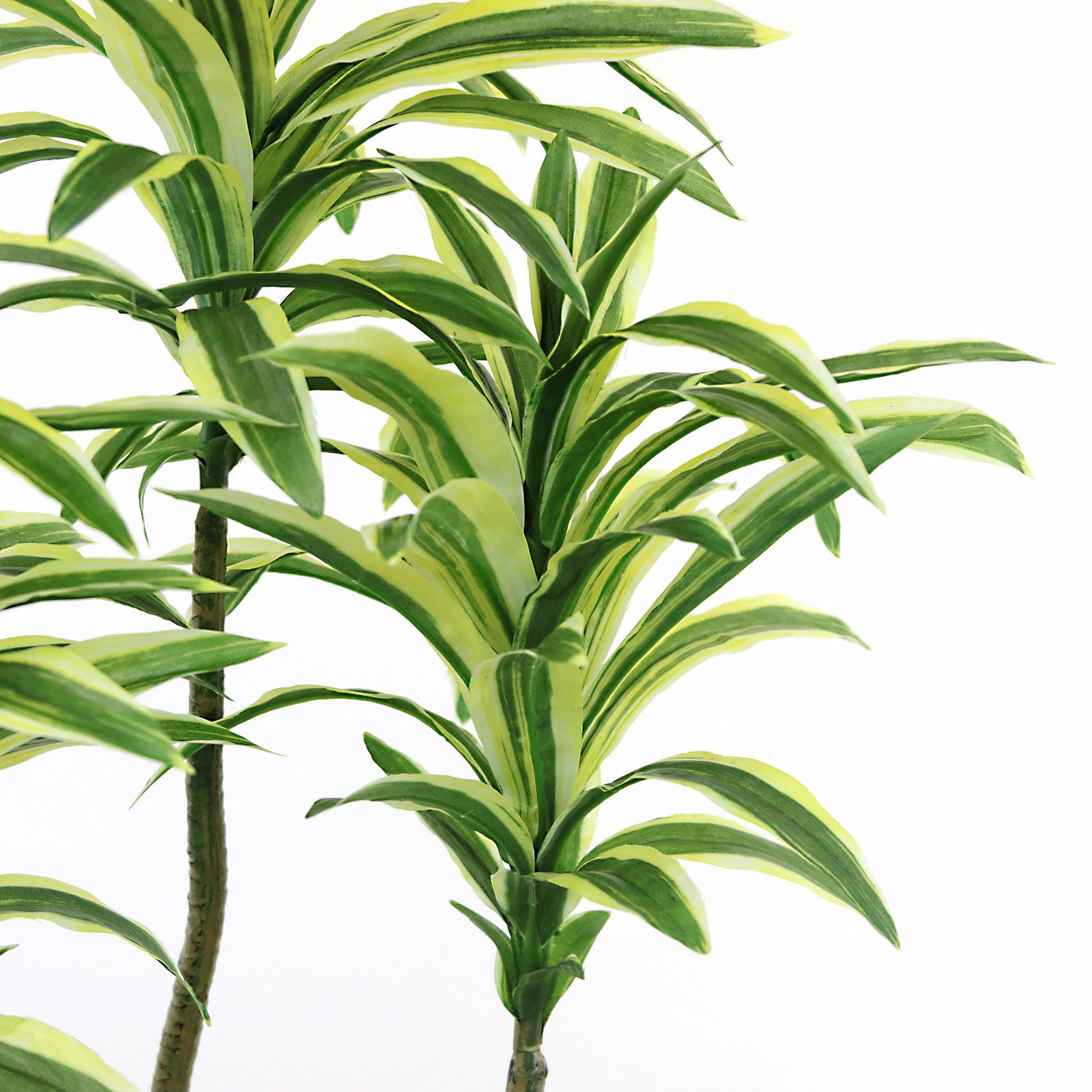 ❀そるまるす❀荒天・猛暑日は植物発送不可専用　グリーン ❀そるまるす❀荒天・猛暑日は植物発送不可専用4種