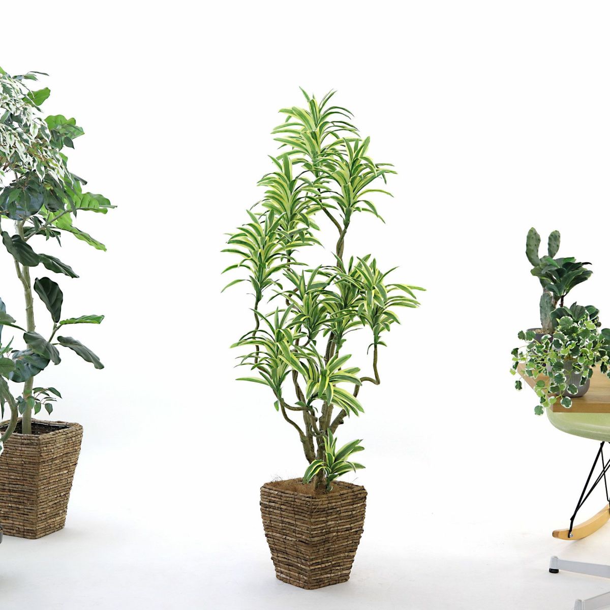 参考 h145cm w55cm d50cm