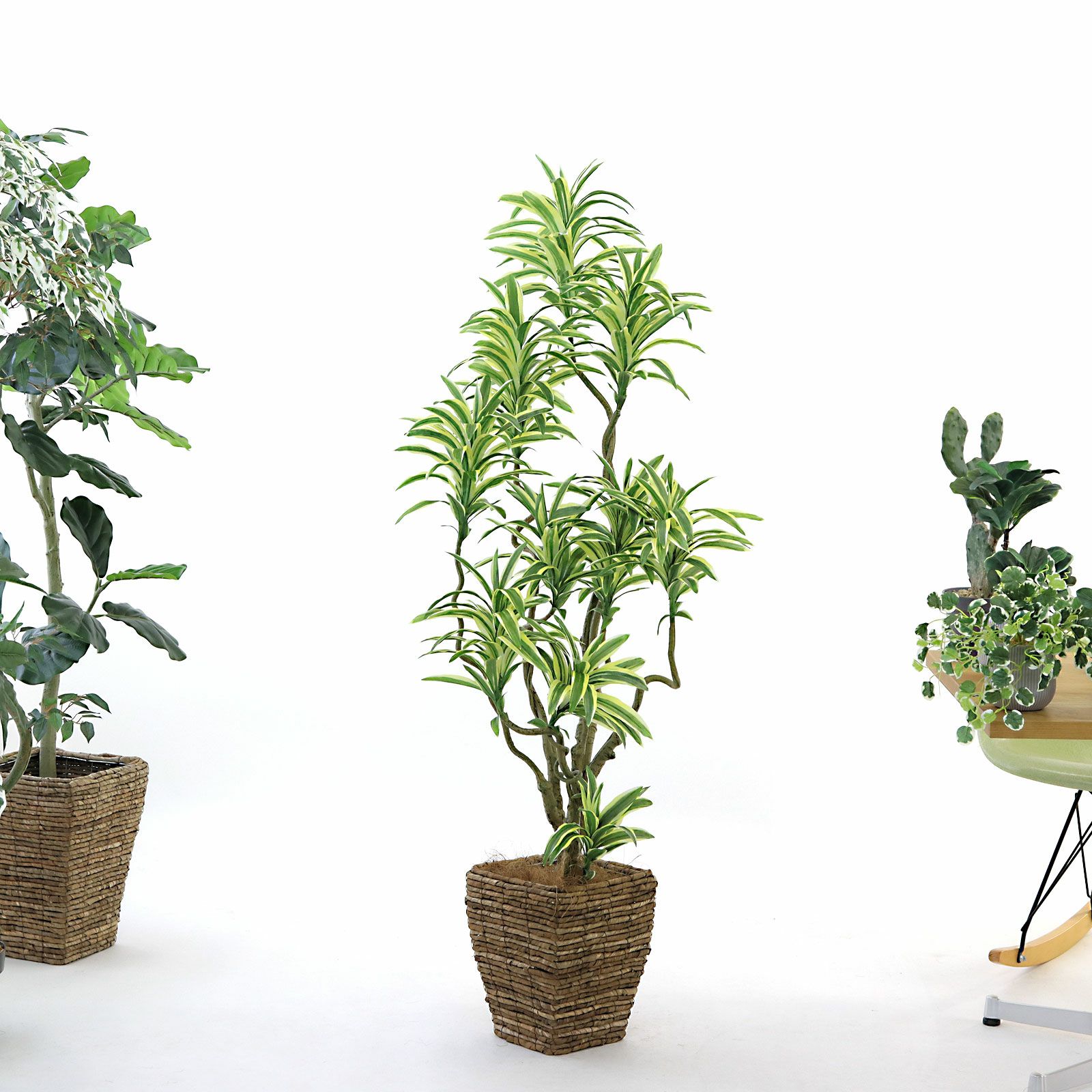 参考 h145cm w55cm d50cm