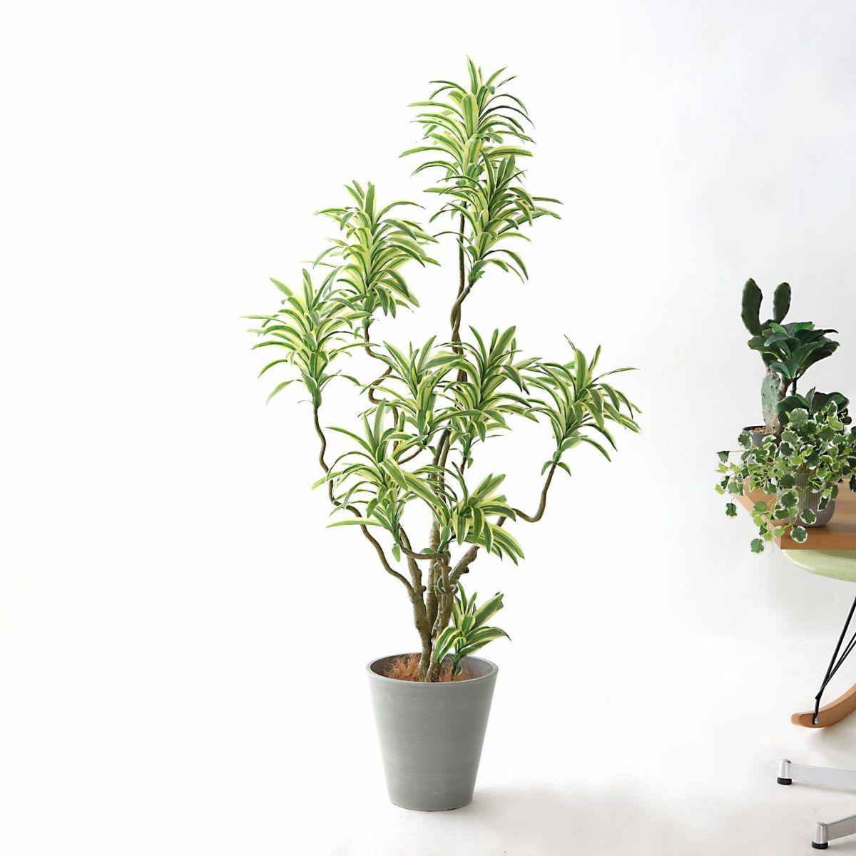 参考 h144cm w77cm d60cm 鉢 h27cm w26cm