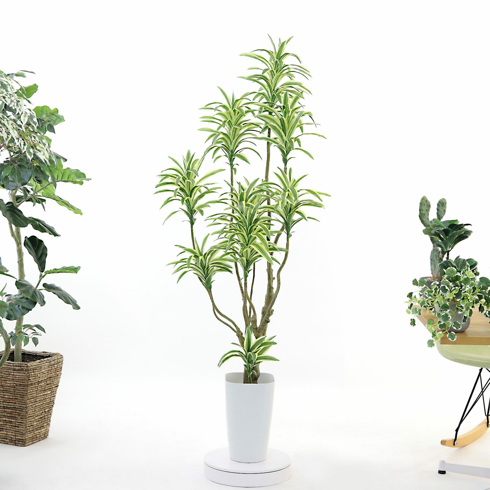 光触媒　人工観葉植物　フェイクグリーン　ソング・オブ・インディア FST 150 人工観葉植物 フェイクグリーン 観葉植物 造花 光触媒 大型