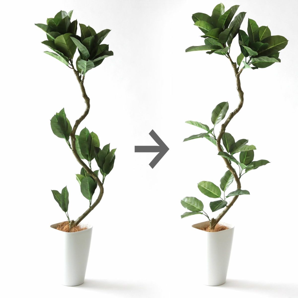 幹の美しい曲線はプロの仕立て。あとは、枝葉を整えて！