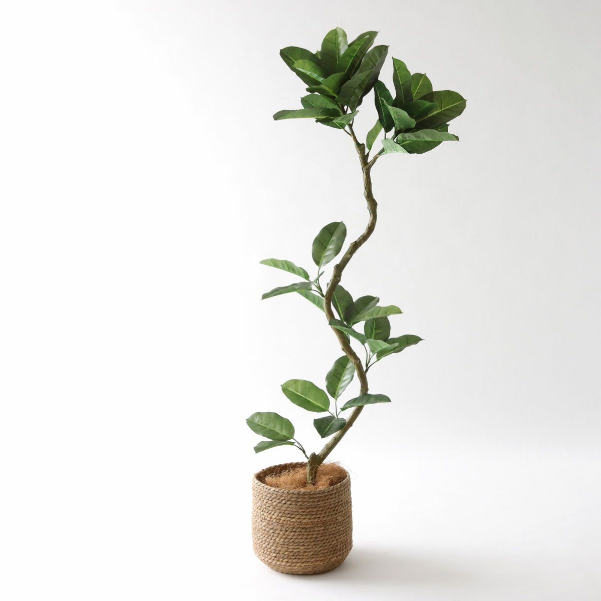 参考 鉢 h23cm w25cm（8号相当）