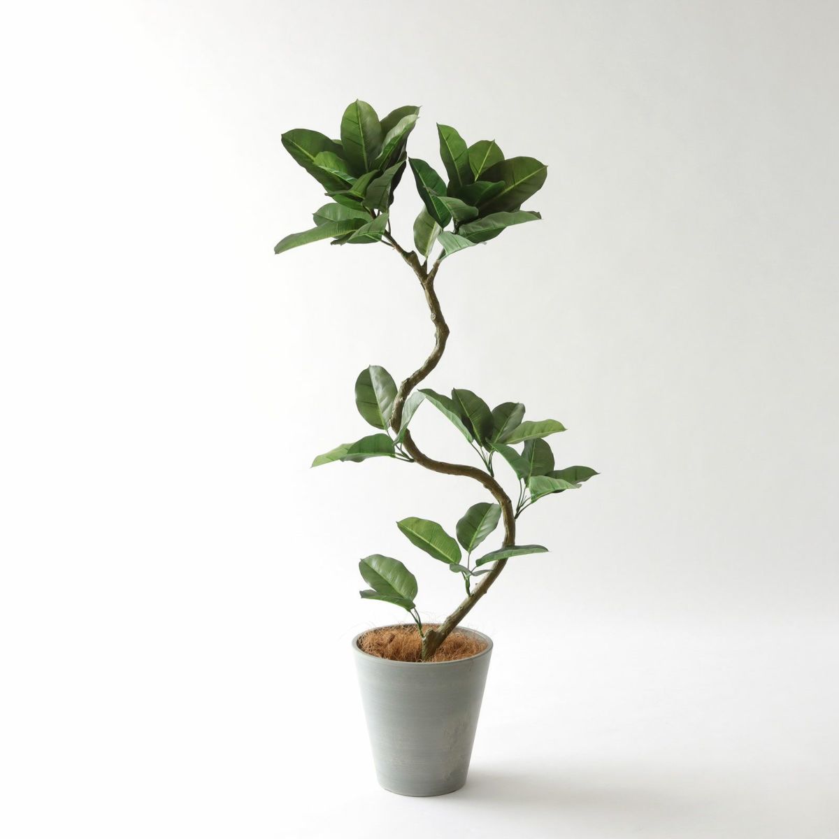 参考 鉢 h27cm w26cm（9号相当）