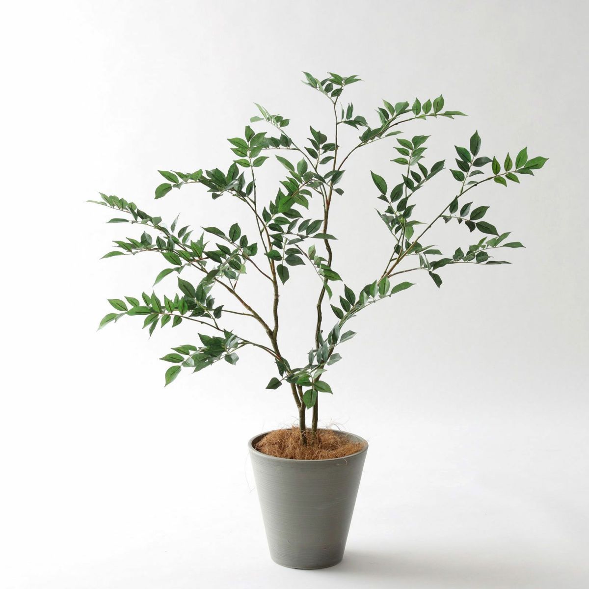 参考 h88cm w90cm d73cm 鉢 h23cm d22.5cm（7.5号相当）