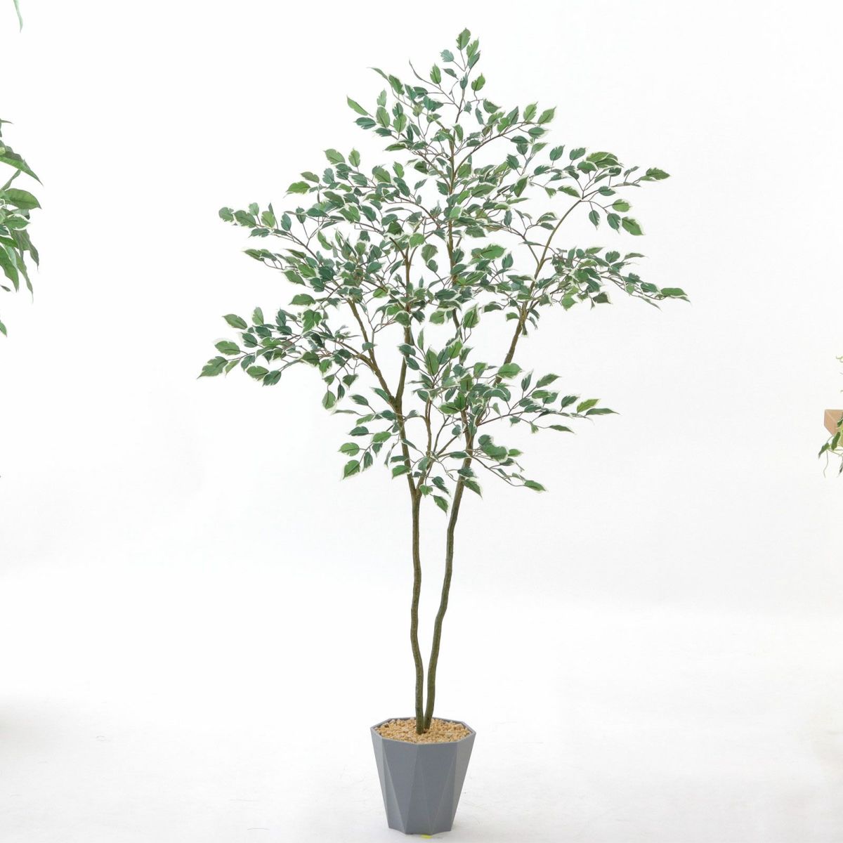 Formaポット（+0円）