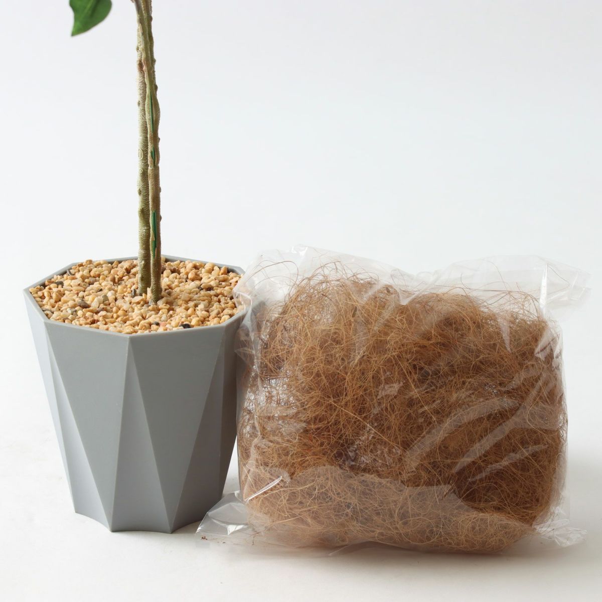 Formaポット+ヤシの繊維（+500円）