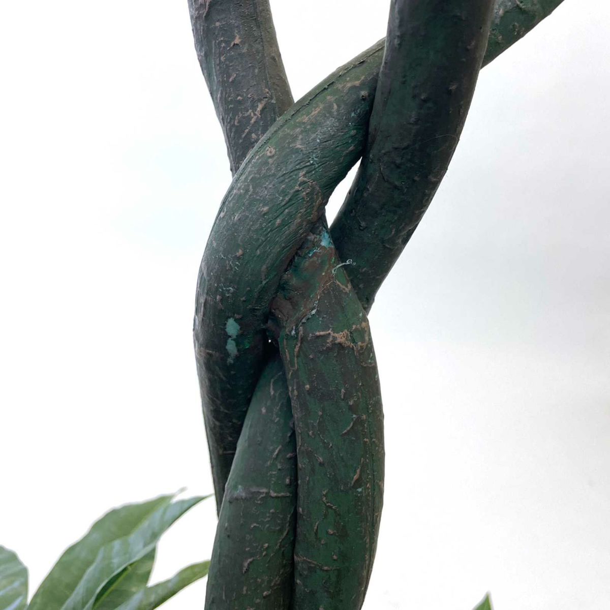 キズ一例（幹割れ…補修跡あり）