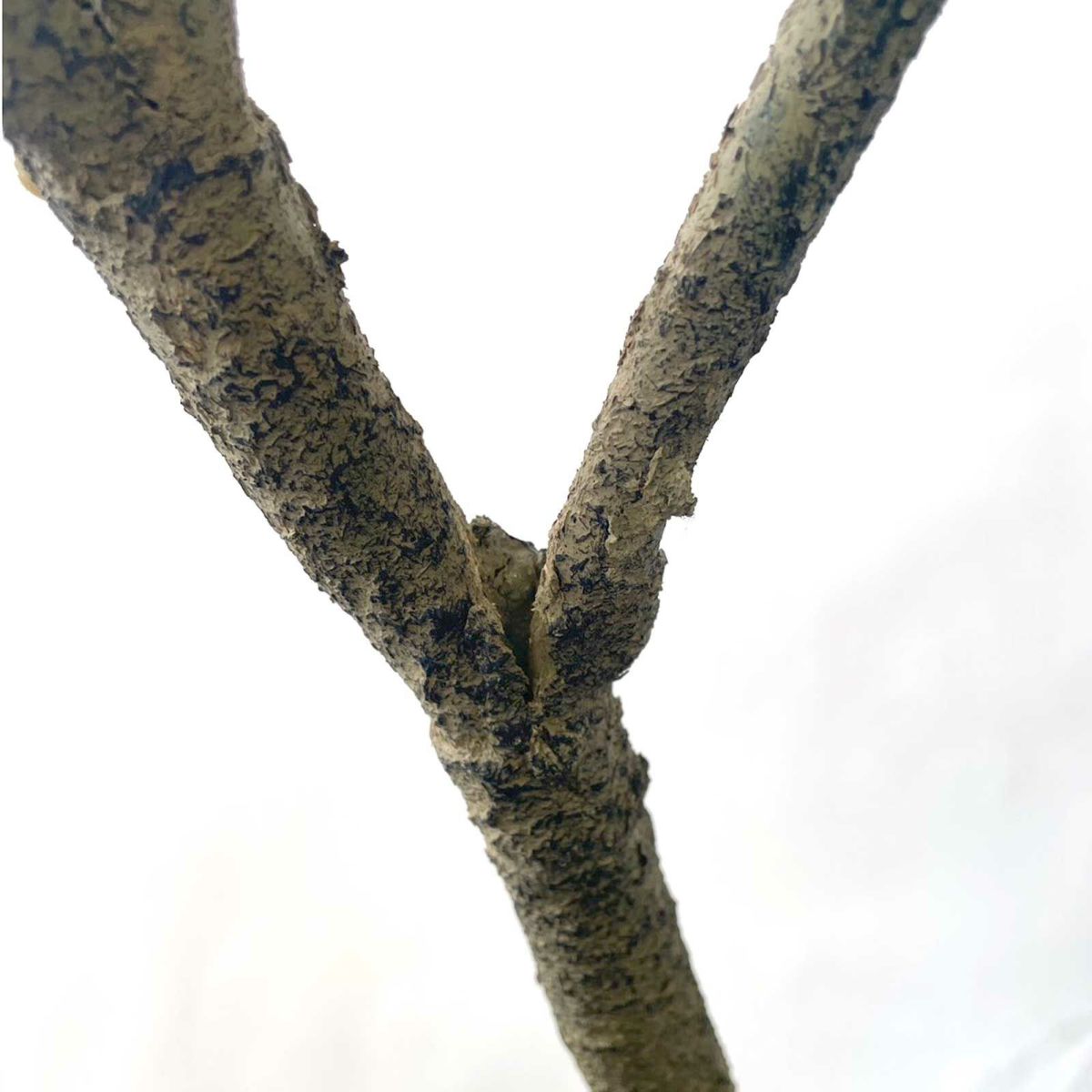 【キズ一例】幹の分かれ目が割れている