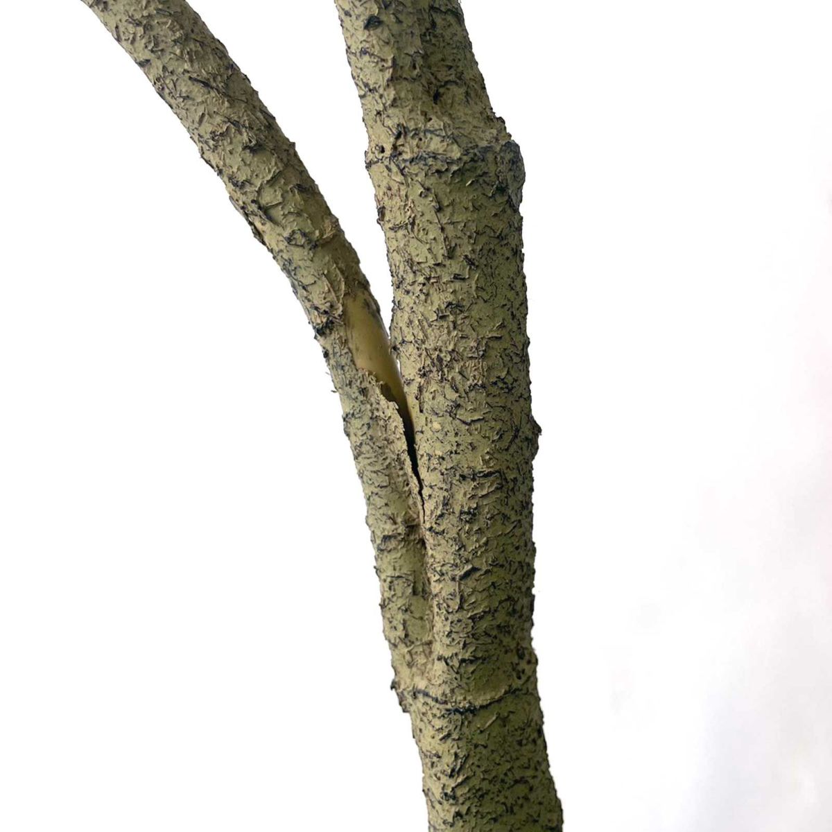 【キズ一例】幹の分かれ目の表皮が剥がれている