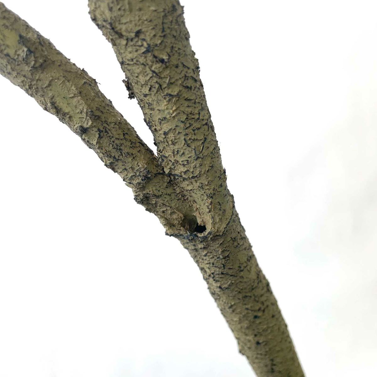 【キズ一例】幹の一部に穴があいている