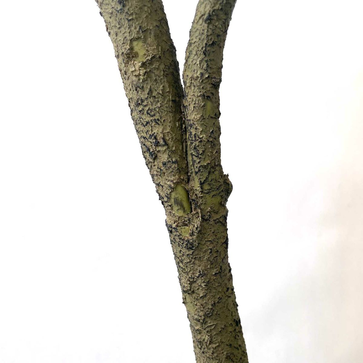 【キズ一例】表皮が剥がれている