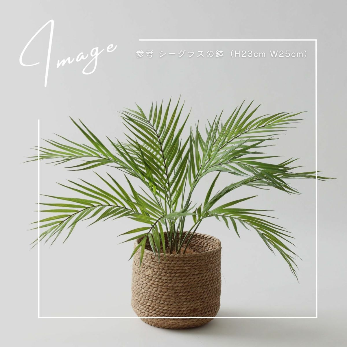 【参考】鉢：ｈ23cm d25cm