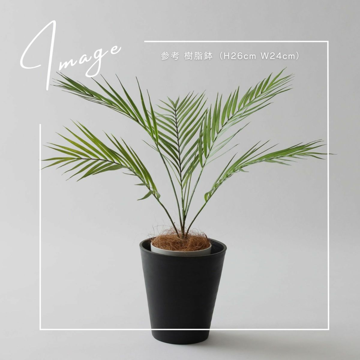 【参考】鉢：h26cm d24cm