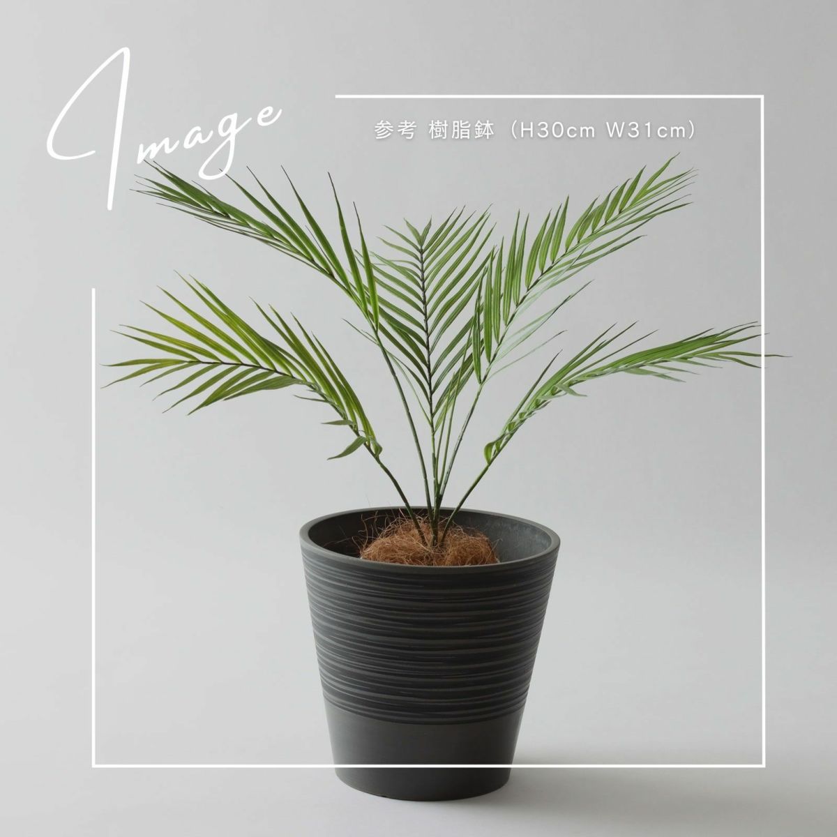 【参考】鉢：h30cm d31cm