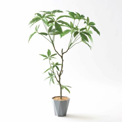 パキラ | プレミアム光触媒フェイクグリーン 造花ドットコム