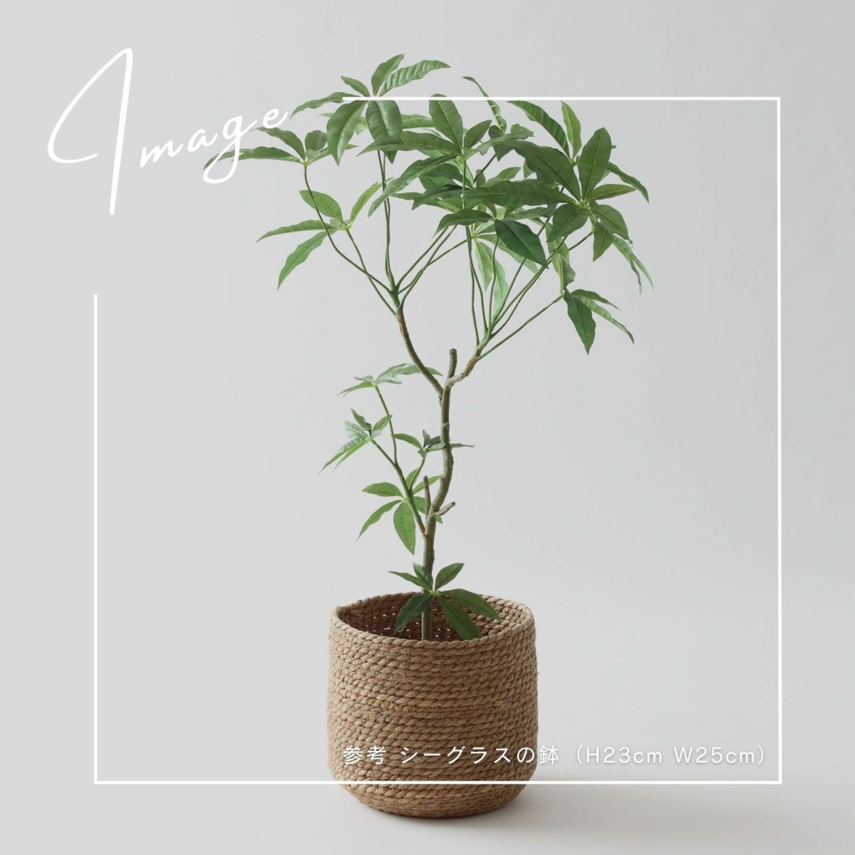 【参考】鉢 h23cm w25cm