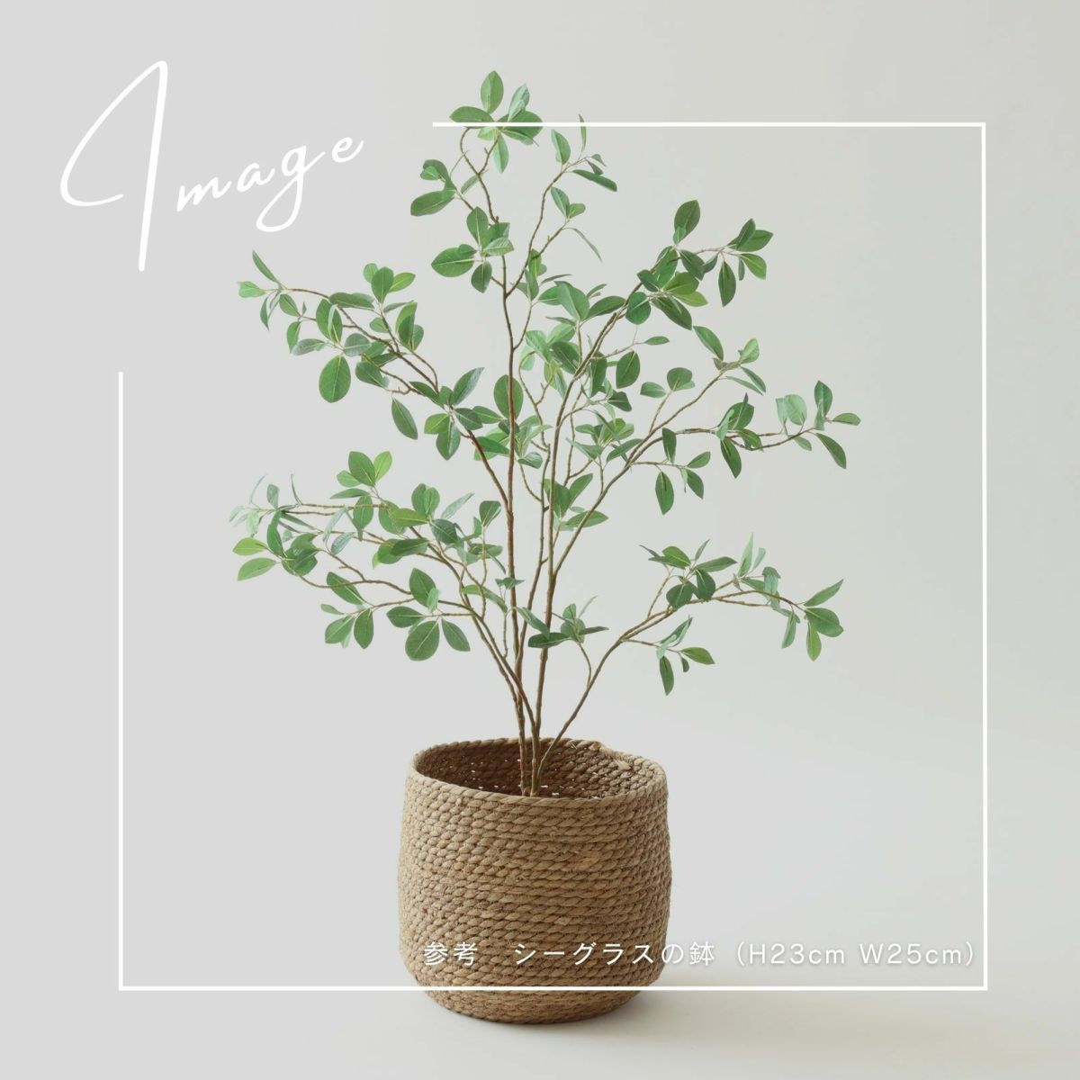 【参考】鉢 h27cm w26cm